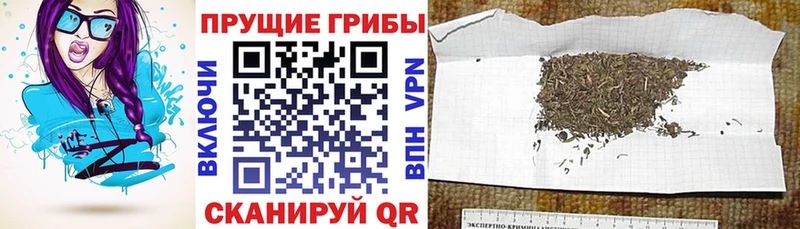 Купить закладки  Каспийск  Галлюциногенные грибы Psilocybe 